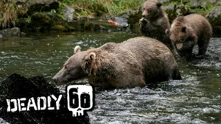 Cute Grizzly Bear Cubs Go Fishing | Deadly 60  | BBC Earth Kids