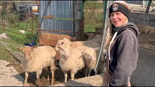 BELINDA GOT NEW SHEEP!!  Vlog 361