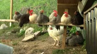 Hønsehuset - Casa de Pollo - The Chicken coop