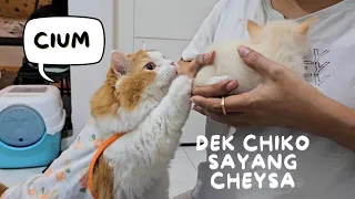 Dek Chiko ayang Cheysa. funny video cute cat animal trending viral kucing pet anjing channel youtube