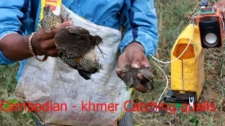 How to Find quail - Cambodian - khmer Catching Birds - Find quails in Pailin Province