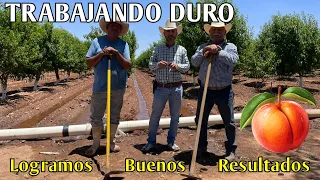 Ya Pronto Se Lograra El Primer Corte De La Temporada.🍑👏🤠🚜👨‍🌾