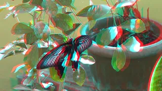 The butterflies 3D anaglyph