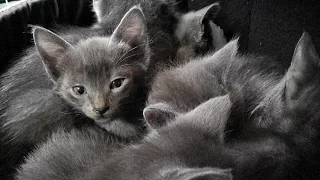 A Den Of Purring Kittens