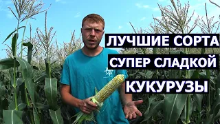 Лучшие сорта супер сладкой кукурузы