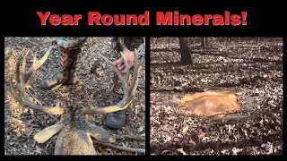 DIY Deer Minerals: BEST RECIPE USED!!!