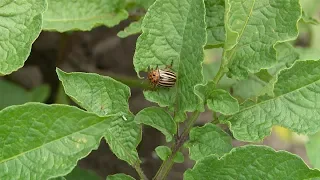 "Удачная среда" - спасаем картофель от колорадских жуков (Бийское телевидение)