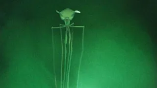 Bigfin Squid - Animal of the Week