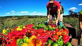 Colorful harvest on our vegetable farm