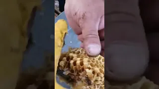 varroa kontrolü yapmayı unutmayın