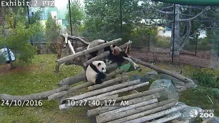 Giant Panda Cub Fall Compilation- Toronto Zoo