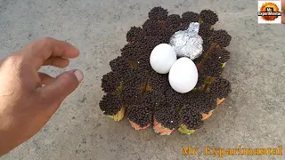 matches fire vs egg - experiment: fire matches chain reaction vs eggs