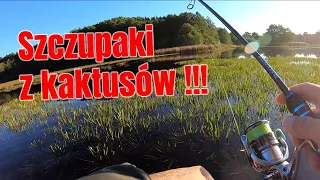 SZCZUPAKI z KAKTUSÓW !!! Pięknie połowione mimo trudnych warunków