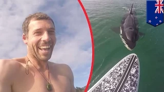 GoPro captures killer whale close encounter with paddleboarder in New Zealand - TomoNews