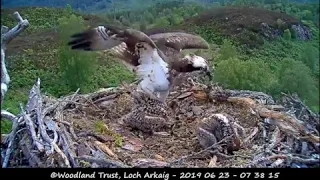 Bonking bobs, clumsy Aila nestorises ~ ©WoodlandTrust, Arkaig Ospreys