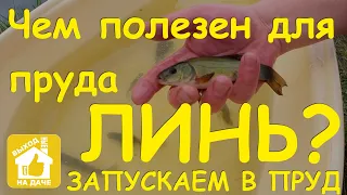 Запускаем в пруд линя 🐟 Чем линь полезен для пруда 🏝️ Разведение линя в пруду 🎏 Tench-fish in pond