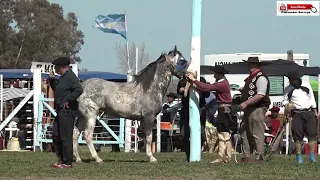 JINETEADA GRAN RUEDA DE BASTOS