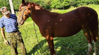 ЛОШАДИ/КОБЫЛКА ВЕСТА ОТ ВИШНИ🐎horses