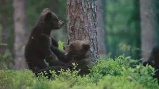 Adorable Bear Cubs Caught Play Fighting