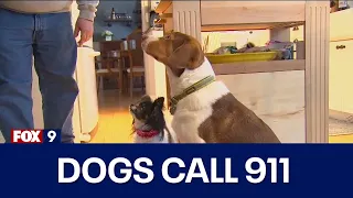 Dogs call 911 16 times in 30 minutes