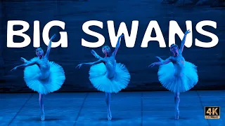 SWAN LAKE - Dance of the Big Swans - Act 2 (International Festival Ballet)