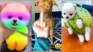 Tik Tok Chó Phốc Sóc Mini 😍 Funny and Cute Pomeranian #408