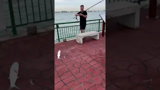 Bedok Jetty, wolf herring season, got 2 already and 2 run away