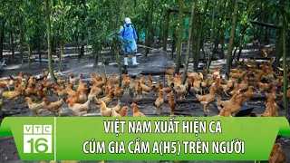 Việt Nam xuất hiện ca cúm gia cầm A(H5) trên người | VTC16