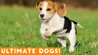 Ultimate Cute and Funny Dogs of 2018 | Funny Pet Videos