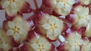 Хойя Финлайсони ( Hoya Finlaysonii) цветение, обзор новых цветоносов 🥰🥰🥰