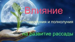 Влияние новолуния и полнолуния на всходы растений. Рост и урожайность