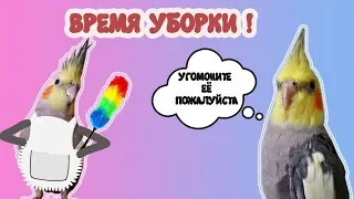 Уборка клетки моих попугаев