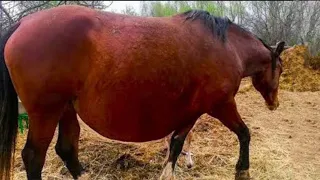 Horse Refuses To Give Birth, When The Vet Sees The Ultrasound He Calls The Police