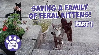 Saving A Family Of Feral Kittens Part 1- Cat Video Compilation