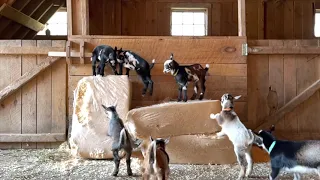 Baby Goats Gone Wild (with slow motion interlude!)