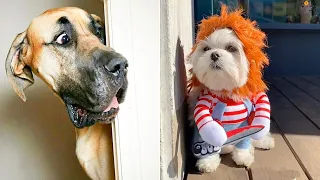 Funny animals - Funny cats and dogs - Funny animal videos #25
