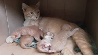 Kucing Baru Lahir 2 Hari