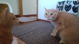 驚きすぎて腰を抜かす猫シナモン