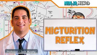 Renal | Micturition Reflex