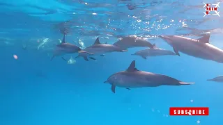 Diving with Dolphins - Marsa Alam - Abu Dabab - Elfinstone - Dolphin House