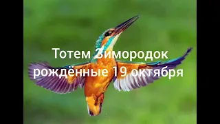 Тотем Зимородок рождённые 19 октября