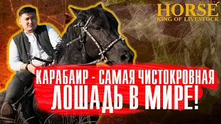 Правда ли, что русская лошадь имеет кровь казахской лошади? «Кокпар»