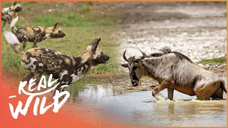 Wild African Dog Pack Hunt Wildebeest In The Water | Chasing Tales Part 3/4 | Real Wild