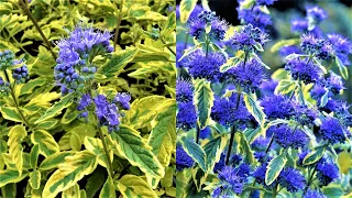 A hardy drought tolerant shrub with fragrant blue flowers. Blooms until October!