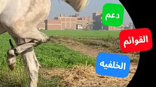 طريقة تعليم الخيل الادب