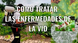 Como tratar las enfermedades de la Vid.