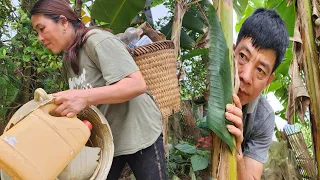 went to pick lychees to sell - stole her husband's scraps and was kicked out