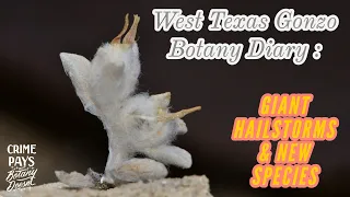 Gonzo West Texas Plant Diaries & Epic Hailstorms