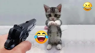 🐈😂 Try Not To Laugh Dogs And Cats 😆😂 Funny Animal Videos # 7