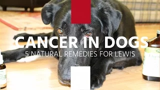 Cancer In Dogs: 5 Natural Remedies